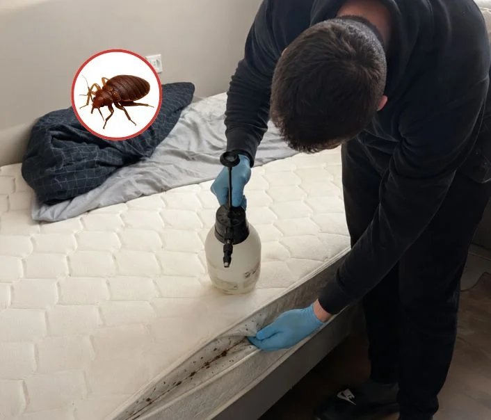 Technicien traitant un matelas contre les punaises de lit à Chamarande